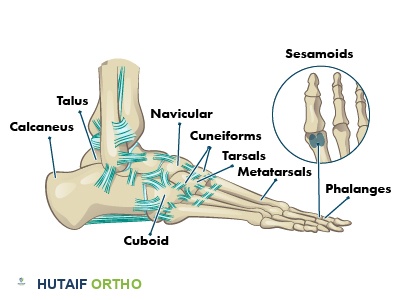 تشريح القدم: دليل شامل لفهم بنية قدميك وصحتها مع الأستاذ الدكتور محمد هطيف