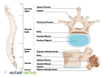 صورة توضيحية لـ تشريح العمود الفقري الكامل: دليل شامل للرقبة، الظهر العلوي، والظهر السفلي مع الأستاذ الدكتور محمد هطيف
