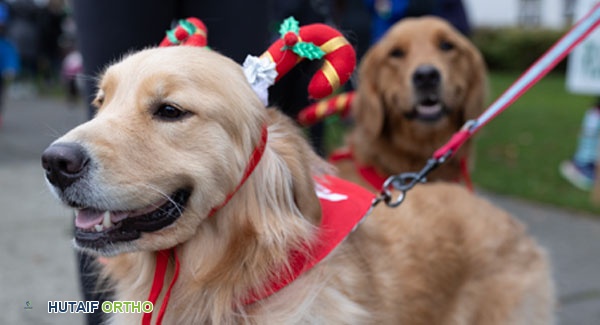 نصائح يومية للعناية بالحيوانات الأليفة مع التهاب المفاصل