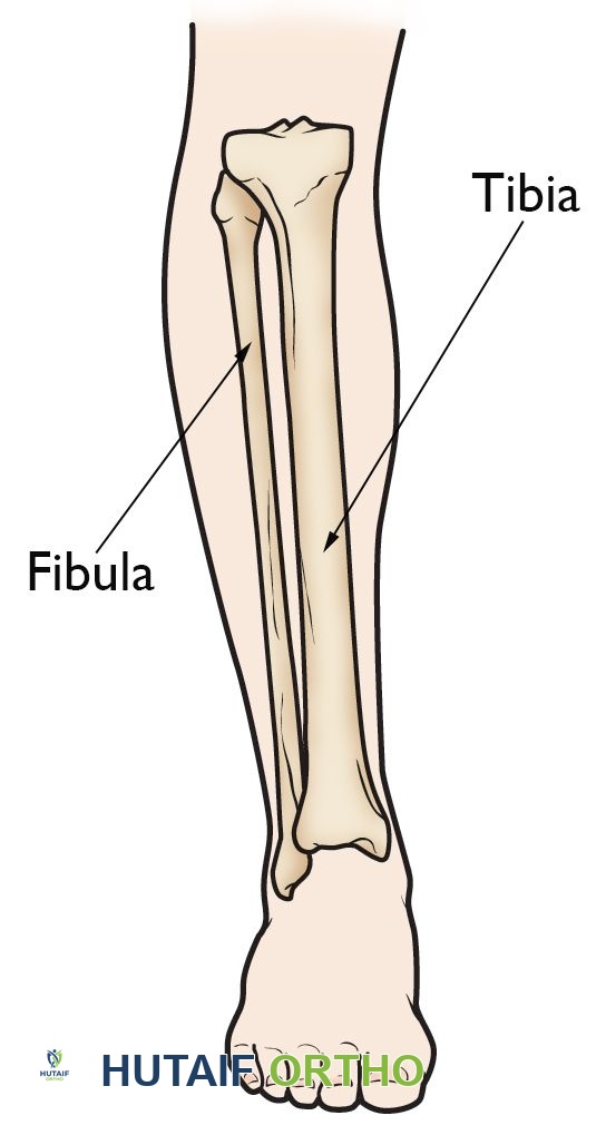 Anatomy of the lower leg