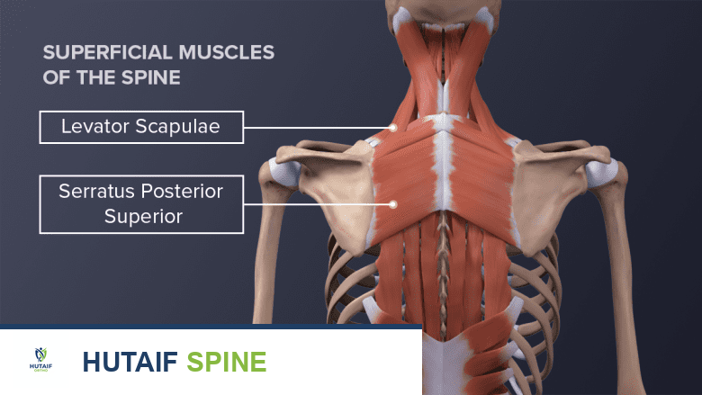 Illustration showing levator scapulae and serratus posterior superior muscle.