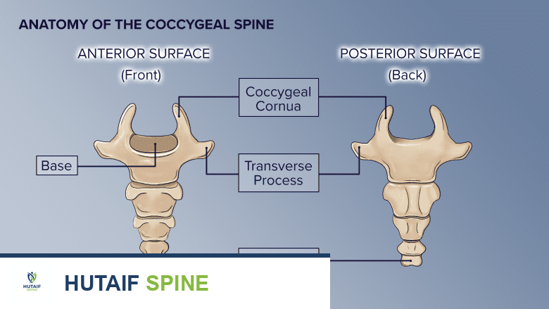 تشريح عظم العصعص (عظم الذنب) وأهميته الوظيفية: دليل شامل للمرضى