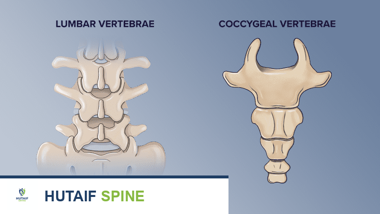 توضيح للرؤية الخلفية للفقرة القطنية والفقرة العصعصية.
