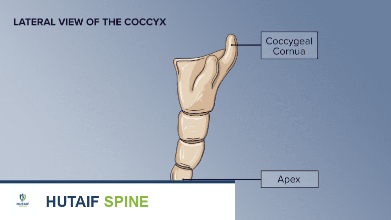 توضيح للرؤية الجانبية للعصعص.