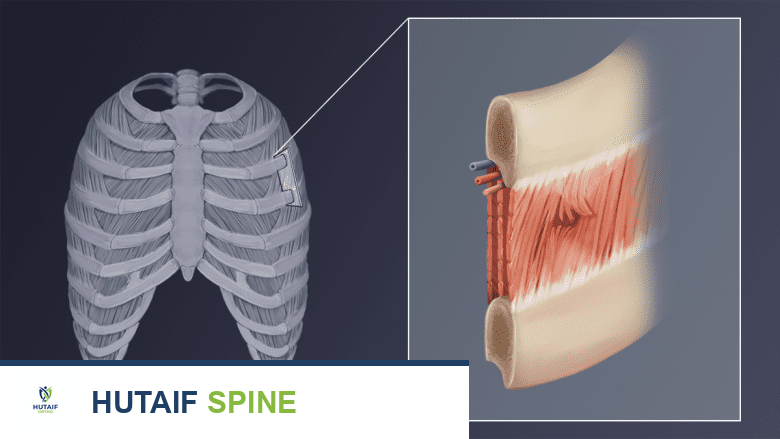 تشريح العضلات بين الضلعية