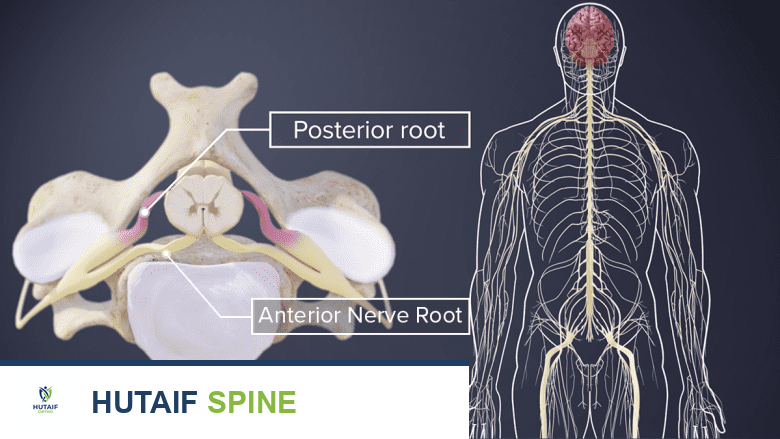 الأعصاب الشوكية العنقية: دليلك الشامل لفهم وظائفها، أسباب آلامها، وطرق علاجها المتقدمة مع الأستاذ الدكتور محمد هطيف