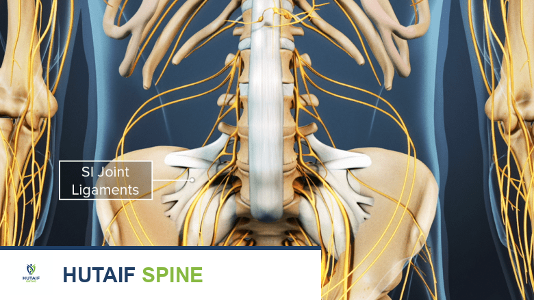رسم توضيحي يظهر الحوض مع ارتباطات الأوتار والأربطة.