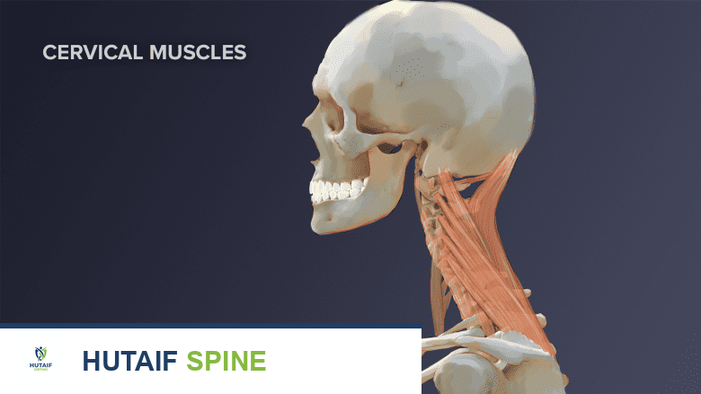 تمارين سحب الذقن لآلام الرقبة: دليلك الشامل لتحسين الوضعية مع الأستاذ الدكتور محمد هطيف