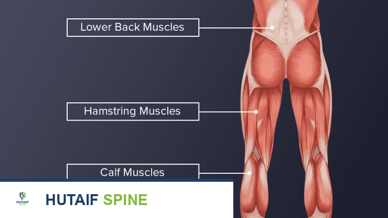 Illustration of the human back and lower body muscles from behind.