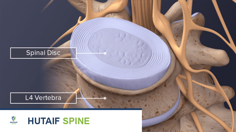 رسم توضيحي للقرص القطني من الأعلى ومن الجانب مع تسميات تشريحية