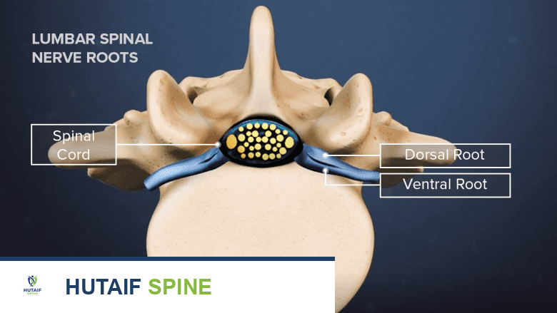 رسم توضيحي يظهر مسار الأعصاب في الساق وتأثير الانضغاط عليها