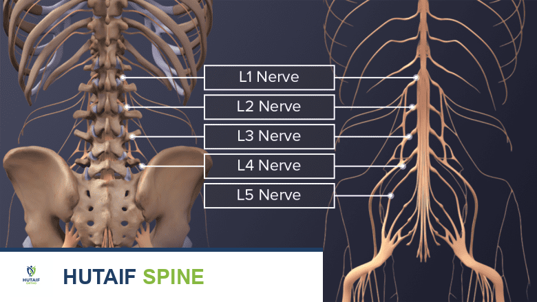 Two views of lumbar vertebra labeling the lumbar spinal nerves L1-L5.