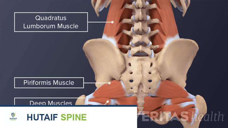 توضيح يظهر عضلات مختلفة في منطقة الأرداف، مع التركيز على أهمية العلاج الطبيعي لتقوية عضلات أسفل الظهر والورك.