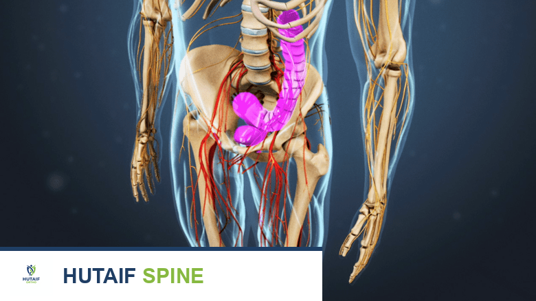 الوقاية من الإمساك بعد جراحة الظهر والعمود الفقري: دليل شامل من الأستاذ الدكتور محمد هطيف