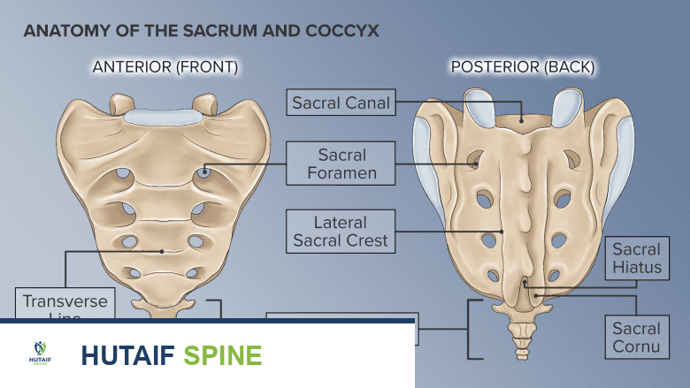 دليل شامل حول عظم العجز والعصعص: التشريح، الأسباب، الأعراض، والعلاج مع الأستاذ الدكتور محمد هطيف