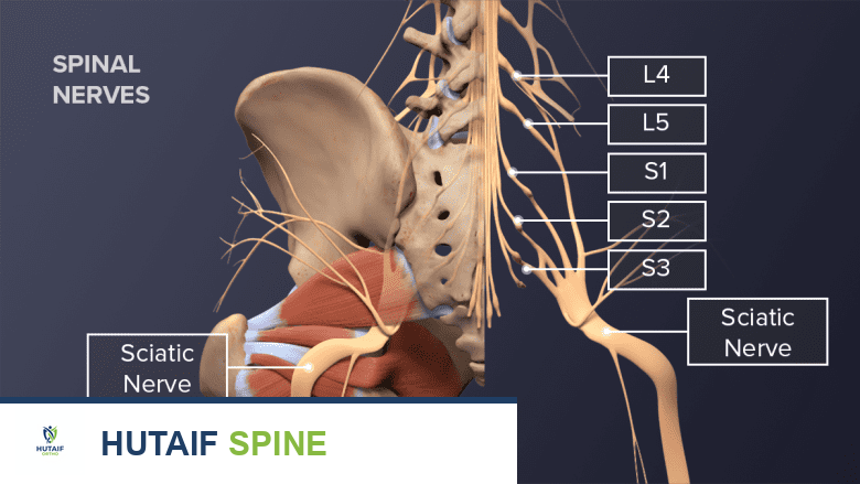 تشريح العصب الوركي: دليل شامل من الأستاذ الدكتور محمد هطيف في صنعاء