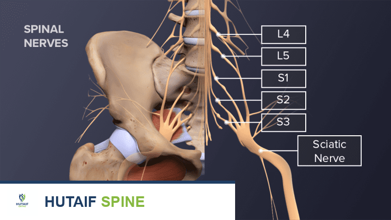 صورة توضيحية للحوض والعصب الوركي وأصوله من الفقرات القطنية والعجزية