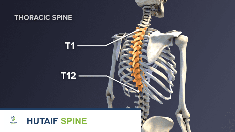 صورة توضيحية للعمود الفقري الصدري مع إبراز الفقرات من T1 إلى T12