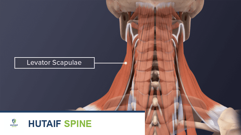ألم الرقبة والكتف: الأسباب، الأعراض، التشخيص، والعلاج الشامل في صنعاء