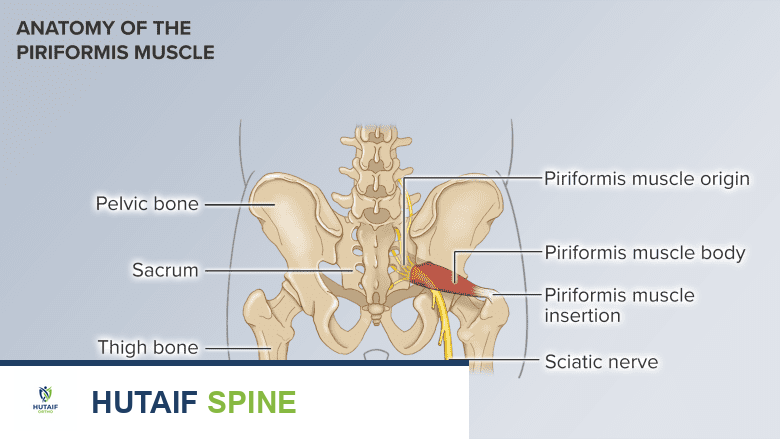تشريح عضلة الكمثرى.