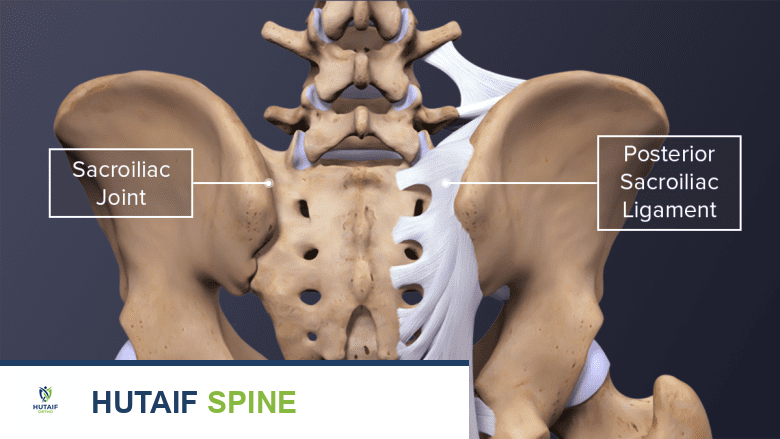 رسم توضيحي يظهر الحوض مع المفصل العجزي الحرقفي والرباط العجزي الحرقفي الخلفي