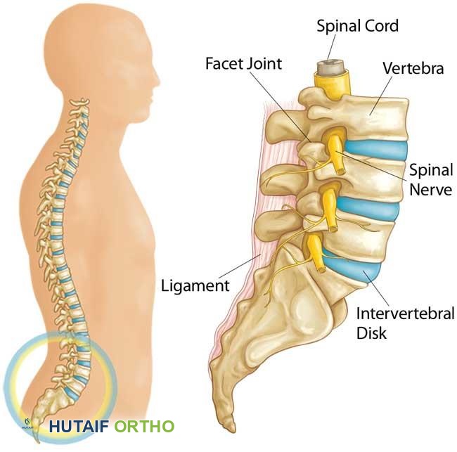 تشريح العمود الفقري