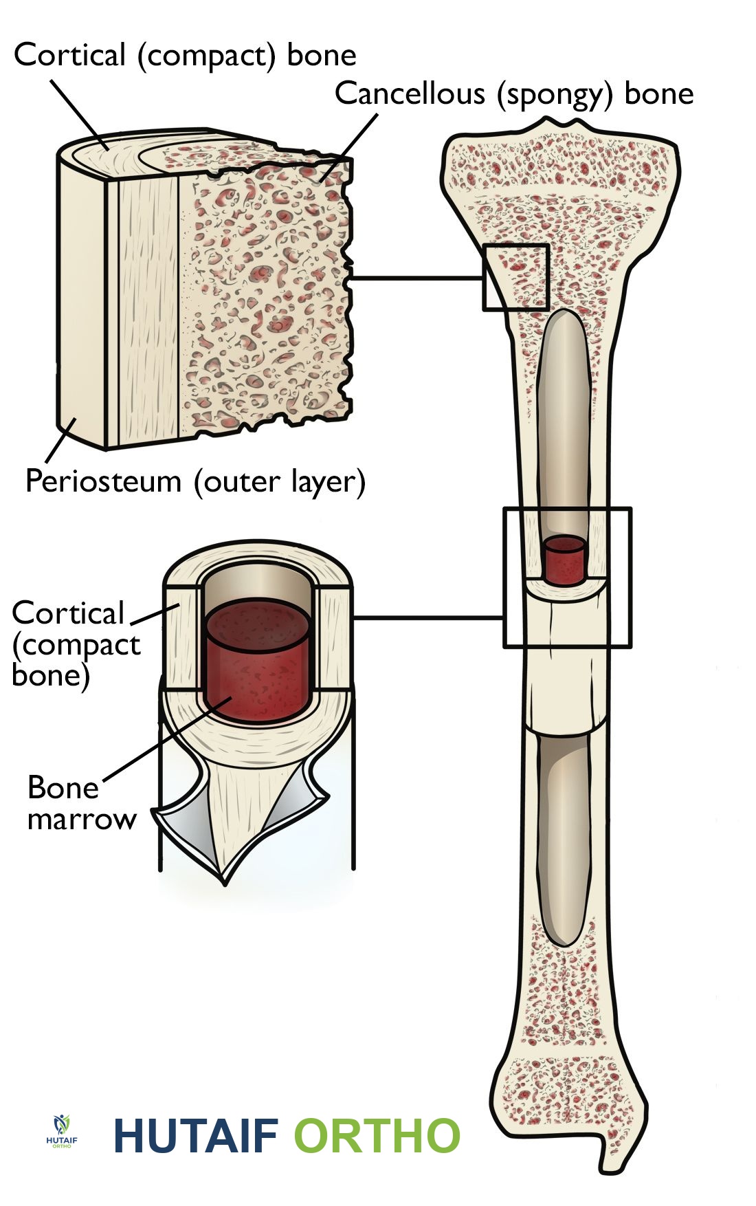 صورة توضيحية لـ صحة العظام الأساسية: دليلك الشامل لوقاية وعلاج هشاشة العظام مع الأستاذ الدكتور محمد هطيف