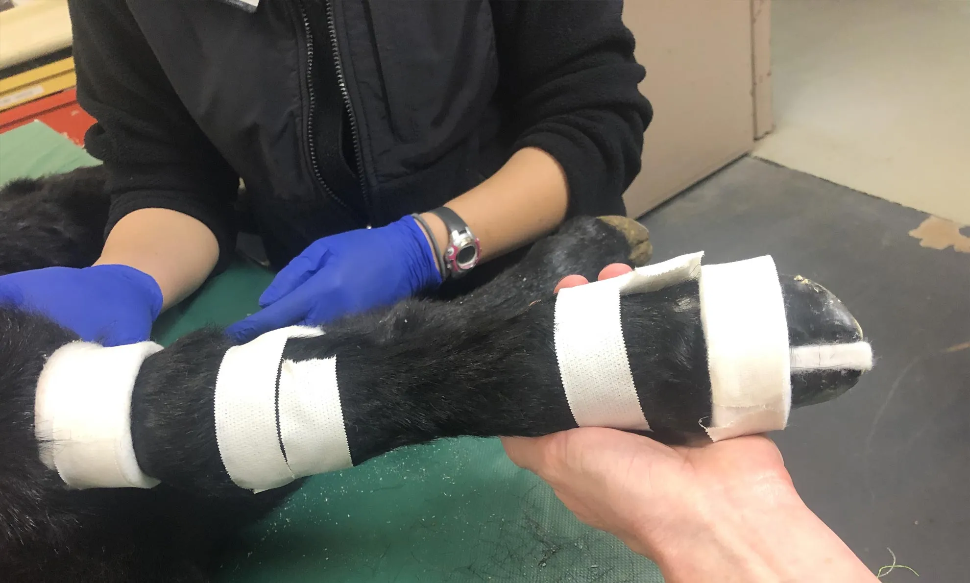 Figure-of-Eight Clavicle Splint