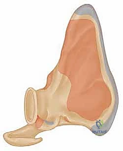 Illustration of anatomy of the shoulder - Dr. Mohammed Hutaif