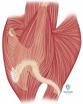 صورة توضيحية لـ كسور الكاحل، إصابات ليزفرانك، والقدم السكرية: دليل شامل لصحة القدم والكاحل مع الأستاذ الدكتور محمد هطيف