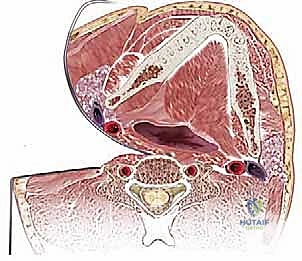 صورة توضيحية لـ جراحة الفقرات العنقية الأمامية: دليل شامل للمرضى مع الأستاذ الدكتور محمد هطيف