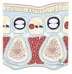 استخدام الموجات فوق الصوتية لتقييم تليف اليد قبل الجراحة