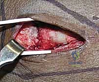 Clinical Image