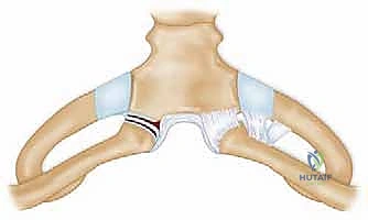 وصف طبي دقيق لتشريح المفصل