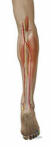 الأستاذ الدكتور محمد هطيف أثناء إجراء تدخل جراحي دقيق في غرفة العمليات المجهزة