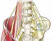 تشريح منطقة الحوض الأمامية والخلفية