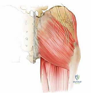 تفاصيل الأعصاب والأوعية الدموية في الحرقفة