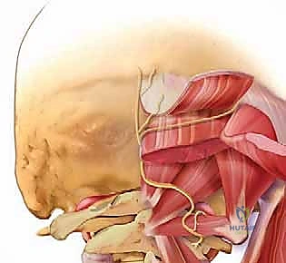 رؤية جراحية مقربة للهياكل العضلية والعصبية في قاعدة الجمجمة