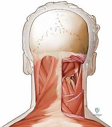 توضيح المثلث تحت القذالي وعلاقته بالشريان الفقري