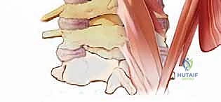 تشريح العضلات تحت القذالية والطبقات العضلية العميقة