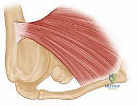 اندغام الرأس الترقوي والقصي الضلعي