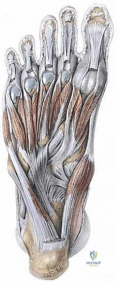 الصفيحة الأخمصية ودورها في استقرار القدم