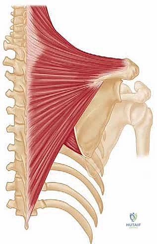 Illustration of cn xi palsy - Dr. Mohammed Hutaif