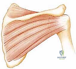 تقييم ألم الكتف في العيادة