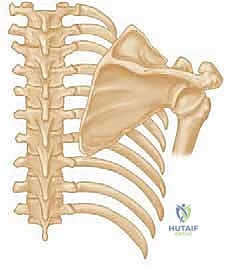 توضيح لآلية الإصابة والضغط على العصب الصدري الطويل
