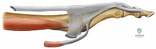 وصف طبي دقيق للتشريح الطبيعي للمفصل المشطي السلامي والمفاصل الدانية بين السلاميات