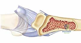 التشريح الدقيق لمفصل PIP والصفيحة الراحية