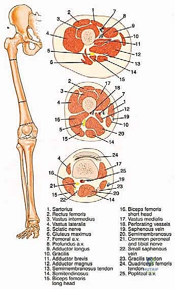 بتر الفخذ فوق الركبة الأورامي: دليل شامل للمرضى وخبرة الأستاذ الدكتور محمد هطيف