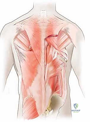 طبقات العضلات الخلفية للعمود الفقري