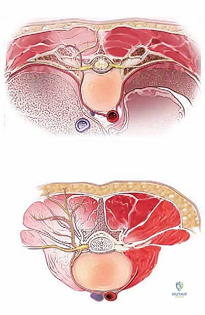 تفاصيل العظام والمفاصل الوجيهية في العمود الفقري